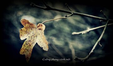 CHIẾC LÁ THU PHAI_TRỊNH CÔNG SƠN [Mỹ Linh & Quang Dũng]