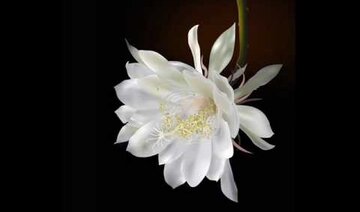 Quỳnh hương - Trịnh Công Sơn